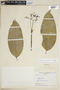 Faramea verticillata C. M. Taylor, COLOMBIA, F