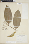 Faramea verticillata C. M. Taylor, COLOMBIA, F