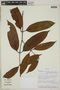 Ferdinandusa chlorantha (Wedd.) Standl., BOLIVIA, F