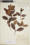 Ferdinandusa guainiae Spruce ex K. Schum., BRAZIL, F