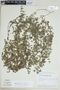 Galium hypocarpium subsp. buxifolium (K. Schum.) Dempster, BRAZIL, F