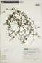 Galium hypocarpium subsp. hypocarpium, BRAZIL, F
