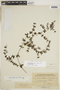 Galium hypocarpium subsp. hypocarpium, PARAGUAY, F