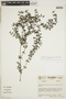 Galium hypocarpium (L.) Endl. ex Griseb., COLOMBIA, F