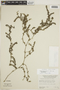 Galium hypocarpium subsp. hypocarpium, PERU, F