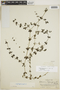 Galium hypocarpium subsp. hypocarpium, PERU, F