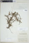 Galium hypocarpium subsp. hypocarpium, COLOMBIA, F