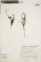 Galium hypocarpium (L.) Endl. ex Griseb., Peru, S. Llatas Quiroz 2878, F