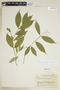 Faramea multiflora Rich. ex DC., COLOMBIA, F