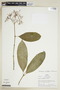 Faramea multiflora Rich. ex DC., PERU, F