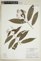 Faramea multiflora Rich. ex DC., BRAZIL, F