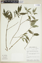 Faramea quinqueflora Poepp. & Endl., PERU, F