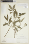 Faramea quinqueflora Poepp. & Endl., COLOMBIA, F