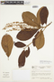 Clethra fagifolia Kunth, COLOMBIA, F