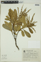 Clethra scabra var. venosa (Meisn.) Sleumer, BRAZIL, F