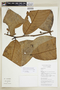 Guatteria punctata (Aubl.) R. A. Howard, COLOMBIA, F
