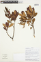 Clethra fimbriata Kunth, ECUADOR, F
