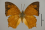 125000 Charaxes sp d IN