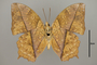 125000 Charaxes sp v IN