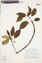 Guettarda crispiflora subsp. discolor (Rusby) Steyerm., COLOMBIA, F
