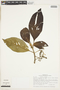 Guettarda crispiflora subsp. discolor (Rusby) Steyerm., COLOMBIA, F