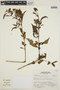 Hoffmannia williamsii Standl., Peru, S. Leiva G. 1558, F