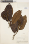 Ladenbergia carua (Wedd.) Standl., BOLIVIA, F