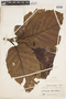 Ladenbergia macrocarpa (Vahl) Klotzsch, COLOMBIA, F