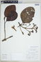 Ladenbergia macrocarpa (Vahl) Klotzsch, ECUADOR, F