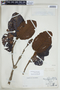 Ladenbergia macrocarpa (Vahl) Klotzsch, COLOMBIA, F