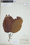 Ladenbergia oblongifolia (Mutis) L. Andersson, COLOMBIA, F