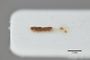 2819785 Octavius neotropicus HT p IN