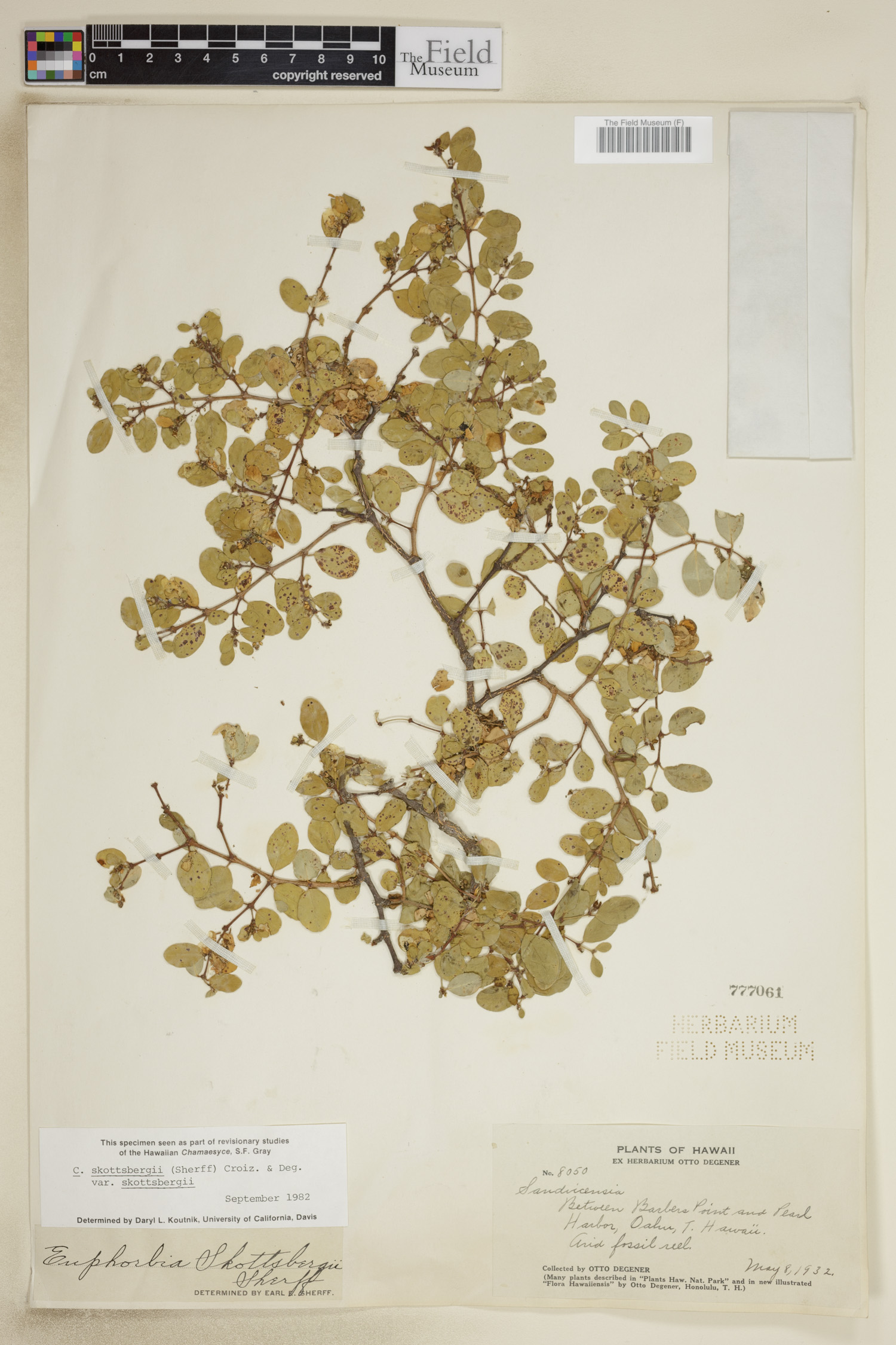 Euphorbia skottsbergii image