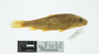 3565_Catostomus_sonorensis_right lateral view_paratype(s)_FZ_jpg