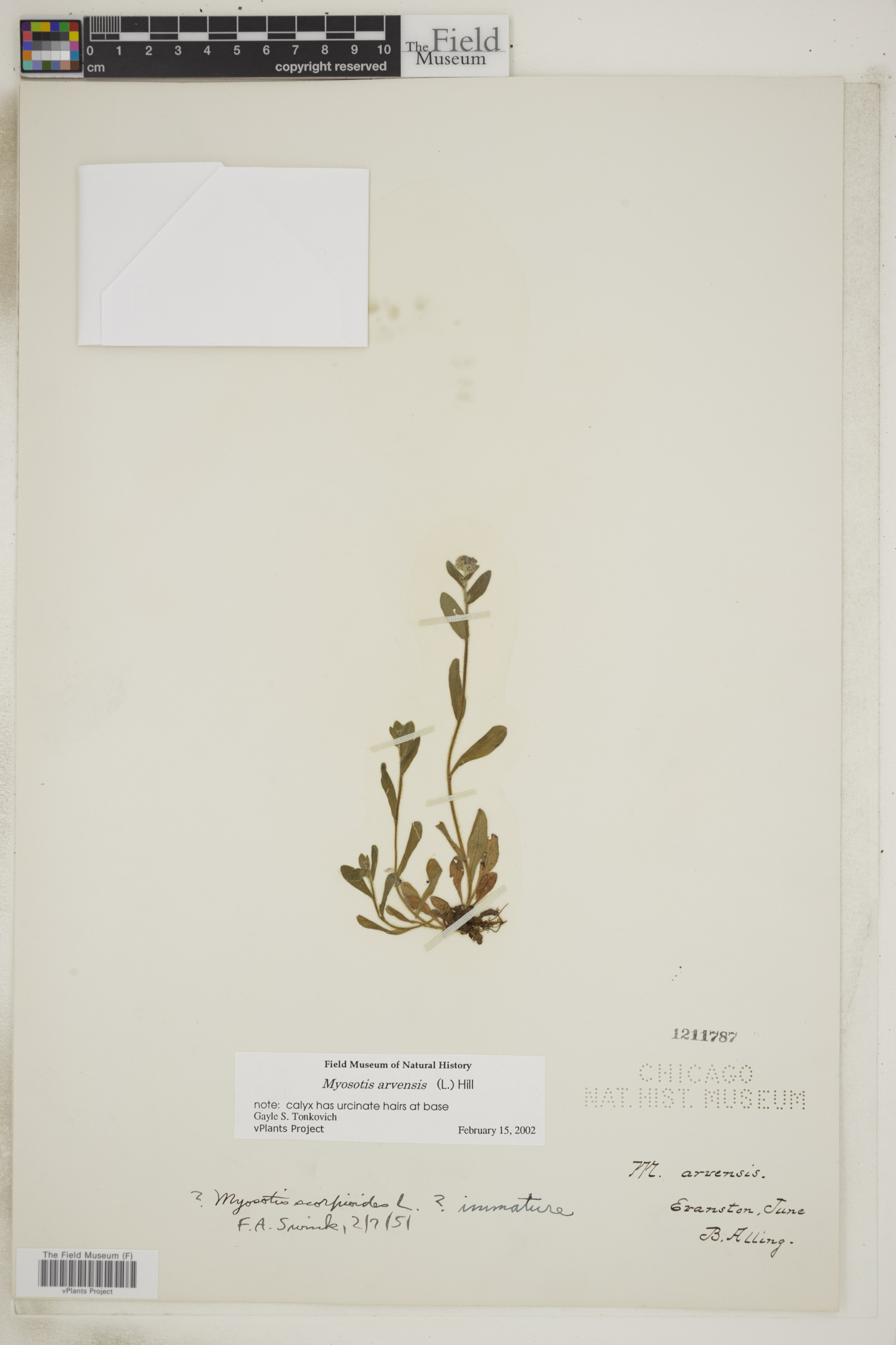 Myosotis arvensis image