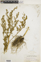 Chenopodium album L., U.S.A., Hur. H. Smith 5762, F