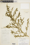 Chenopodium album L., U.S.A., R. H. Pine, F
