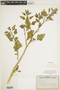 Chenopodium album L., U.S.A., R. F. Voigt 29-52, F