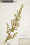 Chenopodium album L., U.S.A., R. F. Voigt 33-52, F