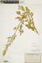 Chenopodium album L., U.S.A., R. F. Voigt 34-52, F