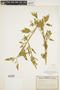Chenopodium album L., U.S.A., R. F. Voigt 38-52, F