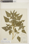 Chenopodium bushianum image