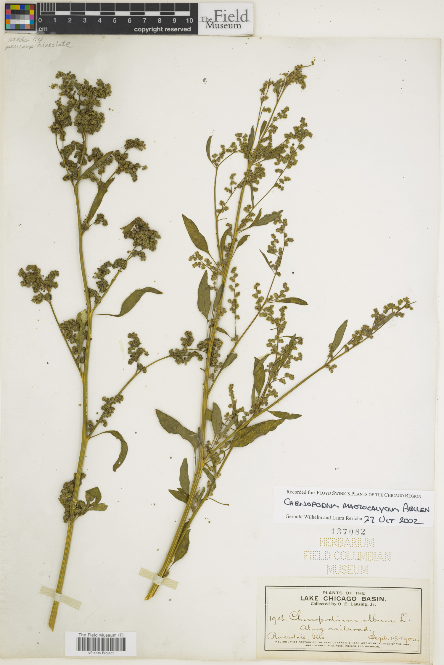 Chenopodium macrocalycium image