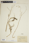 Rorippa aquatica (Eaton) Palmer & Steyerm., U.S.A., G. Pearsall, F