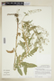 Rorippa palustris (L.) Besser subsp. palustris, U.S.A., T. G. Lammers 8762, F
