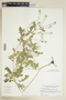 Rorippa palustris (L.) Besser subsp. palustris, U.S.A., T. G. Lammers 9604, F