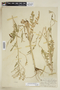 Rorippa palustris subsp. hispida (Desv.) Jonsell, U.S.A., E. E. Sherff, F
