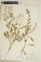 Rorippa palustris subsp. hispida (Desv.) Jonsell, U.S.A., F. C. Gates 443, F