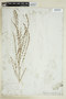 Lythrum lineare image