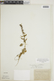 Chenopodium capitatum (L.) Asch., E. S. Bastin, F